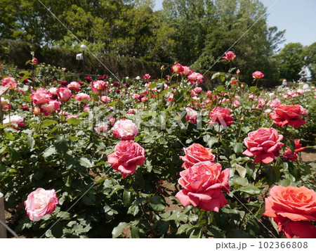 バラ園（春）神代植物公園 102366808