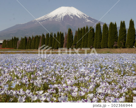 ネモフィラと富士山（山中湖花の都公園） 102366944