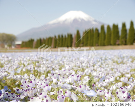 ネモフィラと富士山(山中湖花の都公園) ネモフィラと富士山(山中湖花の都公園) 102366946