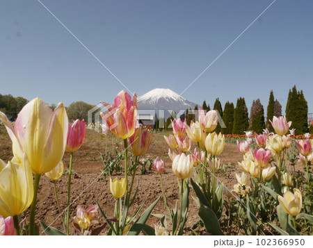 チューリップと富士山（山中湖花の都公園） 102366950