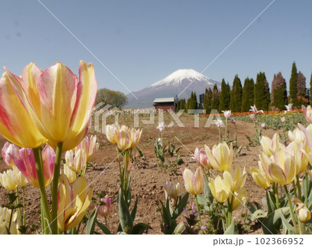 チューリップと富士山(山中湖花の都公園) チューリップと富士山(山中湖花の都公園) 102366952