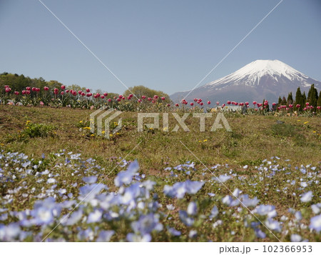 ネモフィラとチューリップと富士山(山中湖花の都公園) ネモフィラとチューリップと富士山(山中湖花の都公園) 102366953