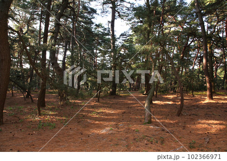 気比の松原　敦賀湾　松林　松原海水浴場　福井県　敦賀市　敦賀湾　気比の松原海水浴場　海水浴場　釣場 102366971