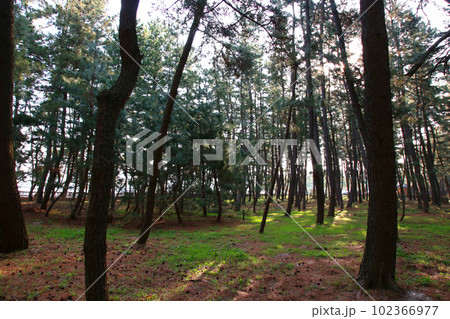 気比の松原 敦賀湾 松林 松原海水浴場 福井県 敦賀市 敦賀湾 気比の松原海水浴場 海水浴場 釣場 気比の松原 敦賀湾 松林 松原海水浴場 福井県 敦賀市 敦賀湾 気比の松原海水浴場 海水浴場 釣場 102366977