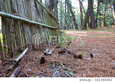 気比の松原 敦賀湾 松林 松原海水浴場 福井県 敦賀市 敦賀湾 気比の松原海水浴場 海水浴場 釣場 気比の松原 敦賀湾 松林 松原海水浴場 福井県 敦賀市 敦賀湾 気比の松原海水浴場 海水浴場 釣場 102366983