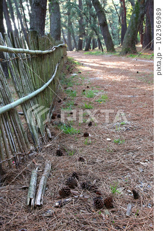 気比の松原　敦賀湾　松林　松原海水浴場　福井県　敦賀市　敦賀湾　気比の松原海水浴場　海水浴場　釣場 102366989