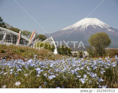 ネモフィラと富士山(山中湖花の都公園) ネモフィラと富士山(山中湖花の都公園) 102367012