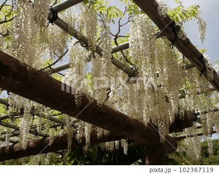 白藤(薬師池公園) 白藤(薬師池公園) 102367119
