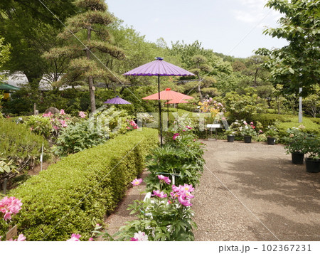 町田ぼたん園（薬師池公園　四季彩の杜） 102367231