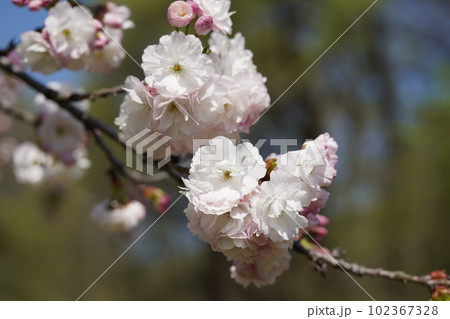 花が豪華な三ヶ日桜2 花が豪華な三ヶ日桜2 102367328