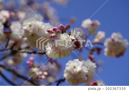 青空と三ヶ日桜1 青空と三ヶ日桜1 102367330