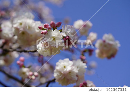 青空と三ヶ日桜2 102367331