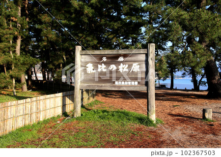 気比の松原 敦賀湾 松林 松原海水浴場 福井県 敦賀市 敦賀湾 気比の松原海水浴場 海水浴場 釣場 気比の松原 敦賀湾 松林 松原海水浴場 福井県 敦賀市 敦賀湾 気比の松原海水浴場 海水浴場 釣場 102367503