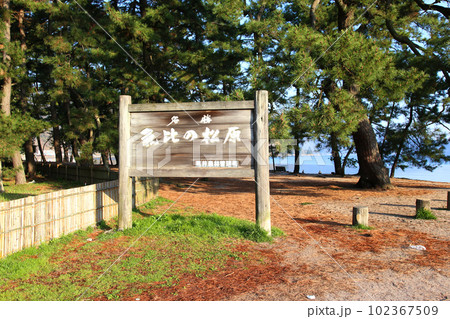 気比の松原　敦賀湾　松林　松原海水浴場　福井県　敦賀市　敦賀湾　気比の松原海水浴場　海水浴場　釣場 102367509