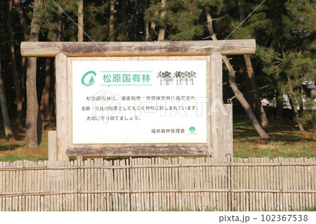 気比の松原 敦賀湾 松林 松原海水浴場 福井県 敦賀市 敦賀湾 気比の松原海水浴場 海水浴場 釣場 気比の松原 敦賀湾 松林 松原海水浴場 福井県 敦賀市 敦賀湾 気比の松原海水浴場 海水浴場 釣場 102367538