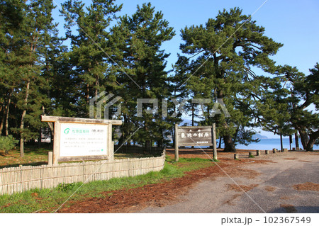 気比の松原 敦賀湾 松林 松原海水浴場 福井県 敦賀市 敦賀湾 気比の松原海水浴場 海水浴場 釣場 気比の松原 敦賀湾 松林 松原海水浴場 福井県 敦賀市 敦賀湾 気比の松原海水浴場 海水浴場 釣場 102367549