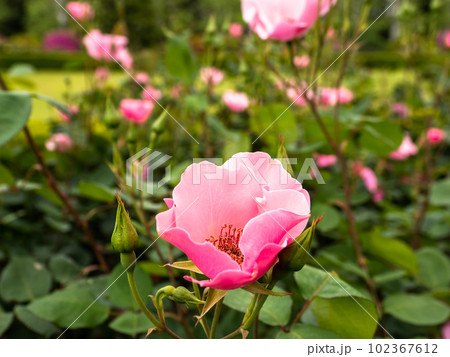 やわらかなローズピンク色のバラの花【デンティ ベス】 102367612
