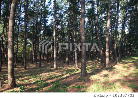 気比の松原　敦賀湾　松林　松原海水浴場　福井県　敦賀市　敦賀湾　気比の松原海水浴場　海水浴場　釣場 102367702
