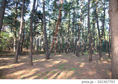 気比の松原　敦賀湾　松林　松原海水浴場　福井県　敦賀市　敦賀湾　気比の松原海水浴場　海水浴場　釣場 102367703