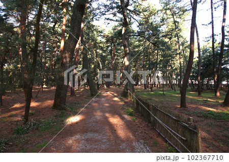 気比の松原　敦賀湾　松林　松原海水浴場　福井県　敦賀市　敦賀湾　気比の松原海水浴場　海水浴場　釣場 102367710