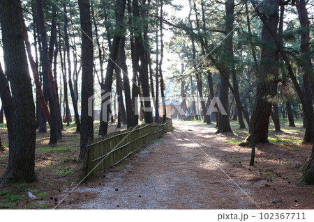 気比の松原 敦賀湾 松林 松原海水浴場 福井県 敦賀市 敦賀湾 気比の松原海水浴場 海水浴場 釣場 気比の松原 敦賀湾 松林 松原海水浴場 福井県 敦賀市 敦賀湾 気比の松原海水浴場 海水浴場 釣場 102367711