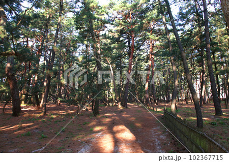 気比の松原　敦賀湾　松林　松原海水浴場　福井県　敦賀市　敦賀湾　気比の松原海水浴場　海水浴場　釣場 102367715