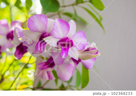 Beautiful Orchid flower blooming in garden floral background 102368233