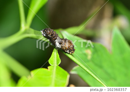 アゲハチョウの幼虫 アゲハチョウの幼虫 102368357