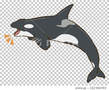 happy killer whale 102368393