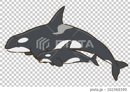 シャチの親子 102368399