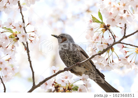 桜とヒヨドリ 桜とヒヨドリ 102368851