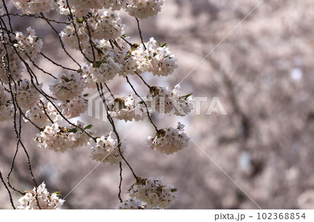 満開の桜 満開の桜 102368854