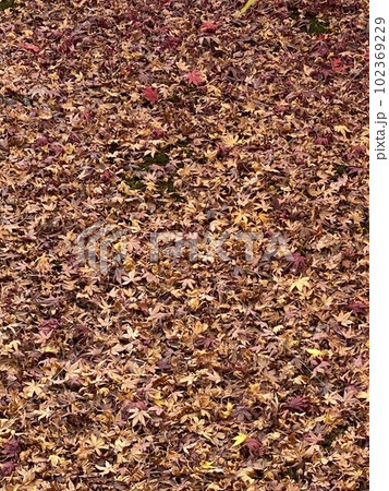 もみじの絨毯 もみじの絨毯 102369229