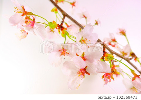 満開の桜　桜　さくら　桜　桜の花　ソメイヨシノ 102369473