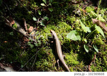 身近な生き物 ニホントカゲ 身近な生き物 ニホントカゲ 102369608