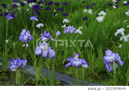 花咲く上尾円山公園の花菖蒲田 花咲く上尾円山公園の花菖蒲田 102369644