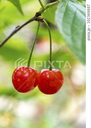さくらんぼの実 さくらんぼの実 102369887