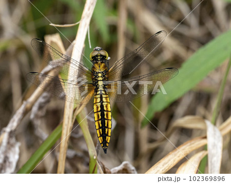 枯れ草にとまるメスのハラビロトンボ 枯れ草にとまるメスのハラビロトンボ 102369896