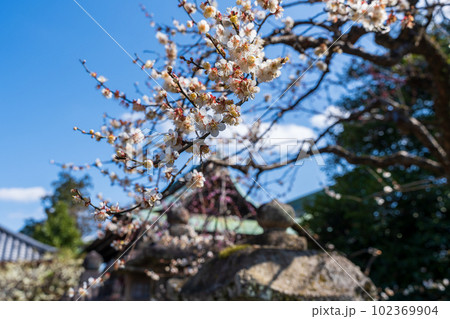 北野天満宮 梅祭り 北野天満宮 梅祭り 102369904