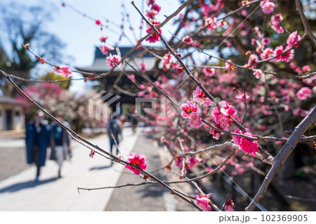 北野天満宮 梅祭り 102369905