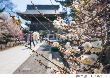 北野天満宮 梅祭り 北野天満宮 梅祭り 102369906