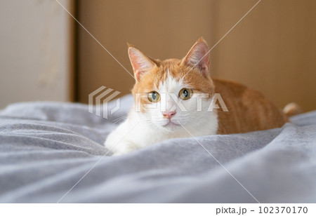 見つめる猫 茶トラ白 見つめる猫 茶トラ白 102370170