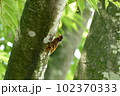 木にとまっているアブラゼミ 102370333
