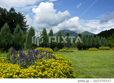 夏のハーブ園、黄色と青紫色の花が磐梯山を背景に印象的で綺麗だ。 夏のハーブ園、黄色と青紫色の花が磐梯山を背景に印象的で綺麗だ。 102370337