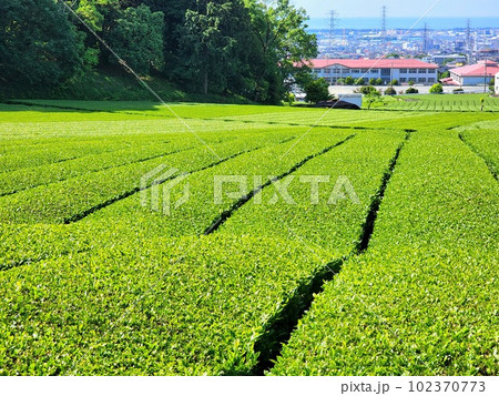 茶摘みあとの茶畑 茶摘みあとの茶畑 102370773