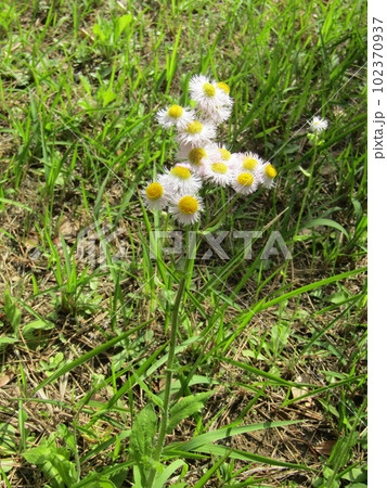 こじま花の会花畑に咲く野草の白い花ハルジオン 102370937
