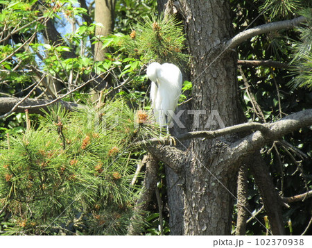 稲毛海浜公園の松の木で休憩する白い鳥はコサギ 稲毛海浜公園の松の木で休憩する白い鳥はコサギ 102370938