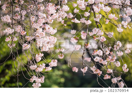 大きな桜の木と満開の桜の花びら 102370954