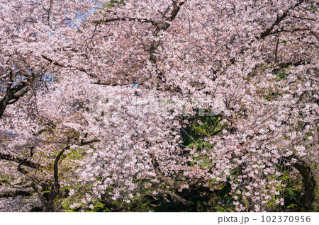 大きな桜の木と満開の桜の花びら 大きな桜の木と満開の桜の花びら 102370956
