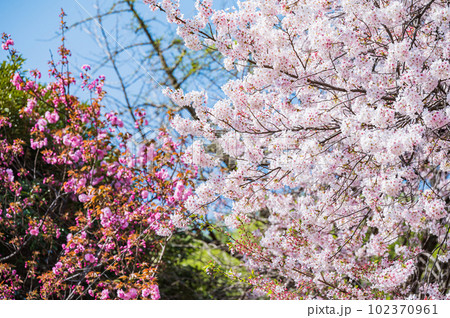 大きな桜の木と満開の桜の花びら 大きな桜の木と満開の桜の花びら 102370961